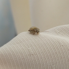 Walterianella tenuicincta