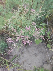 Tamarix ramosissima