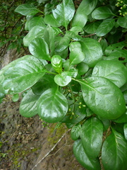 Psychotria punctata image