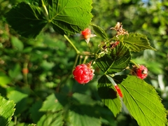 Rubus idaeus