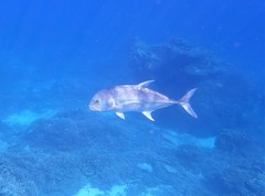 Caranx papuensis