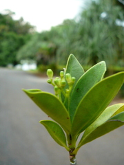 Psychotria lavanchiei