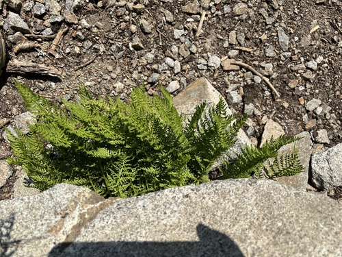 Athyrium americanum, photograph 6