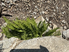 Athyrium americanum, photograph James H. Thomas, CC BY, iNaturalist via GBIF