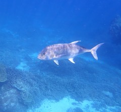 Caranx papuensis