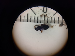 Scolopostethus thomsoni