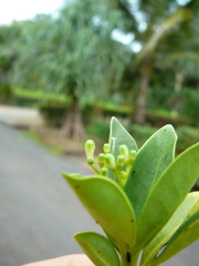 Psychotria lavanchiei