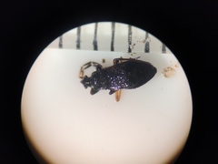 Scolopostethus thomsoni