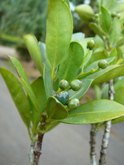 Psychotria lavanchiei