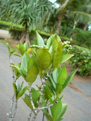 Psychotria lavanchiei