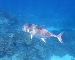 Caranx papuensis