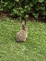 Lepus europaeus