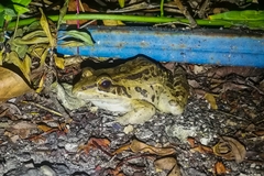 Leptodactylus insularum