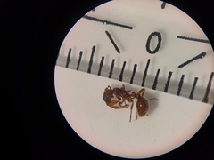 Myrmica ruginodis