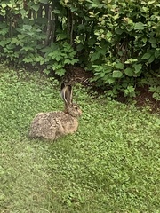 Lepus europaeus