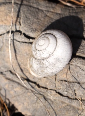 Xeropicta derbentina