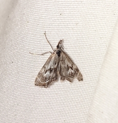 Catoptria oregonicus
