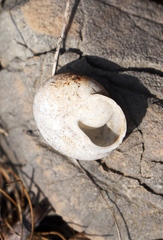 Xeropicta derbentina