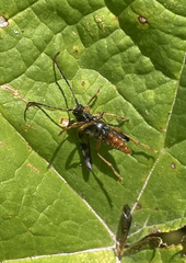 Xestoleptura