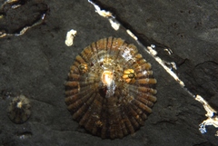 Chthamalus antennatus