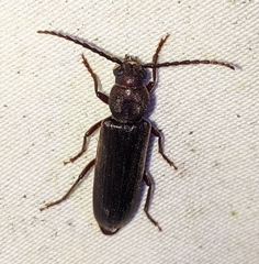 Asemum nitidum