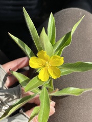 Ludwigia grandiflora