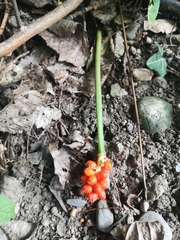 Arum cylindraceum