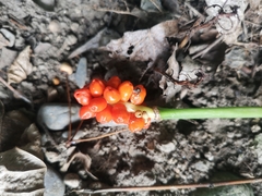 Arum cylindraceum
