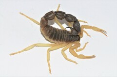 Parabuthus schlechteri