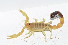 Parabuthus laevifrons