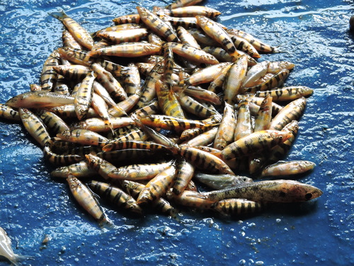 Bengal loach (Botia dario) — Cobitidae — 5