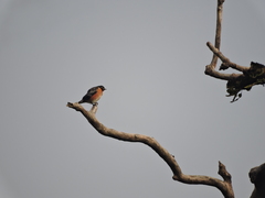 Saroglossa spilopterus