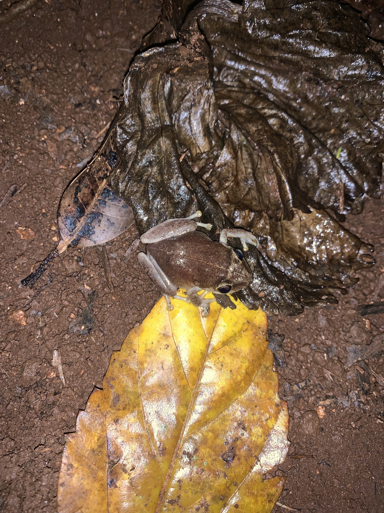 Tiburon Whistling Frog photo 3