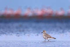 Pluvialis squatarola