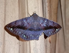 Anticarsia anisospila