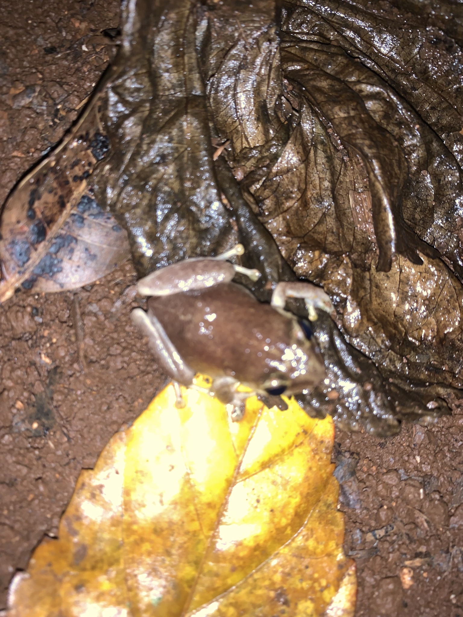 Tiburon Whistling Frog photo 4