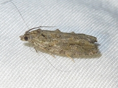 Proteoteras willingana