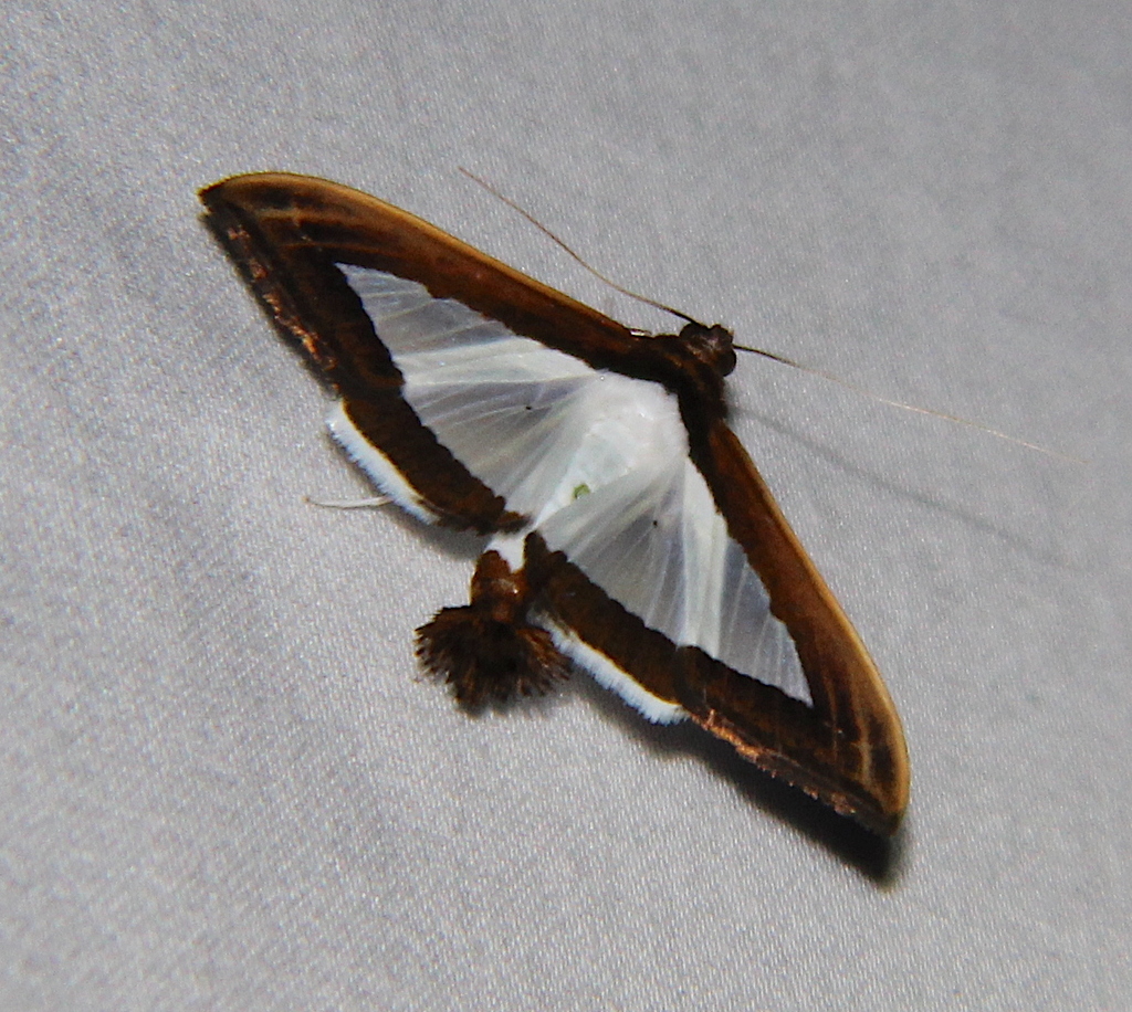 Diaphania euryzonalis