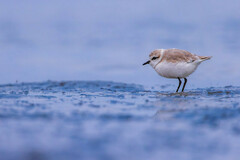 Charadrius marginatus