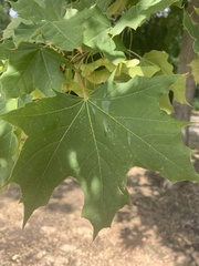 Acer platanoides