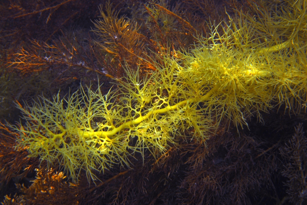 Cystophora siliquosa