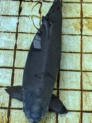 Piaractus brachypomus