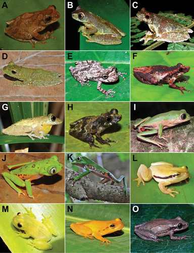 Kautsky's Snouted Treefrog