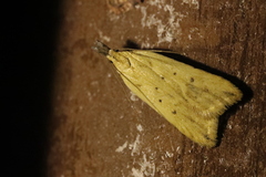 Dichomeris limosellus