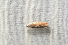 Ancylis diminuatana