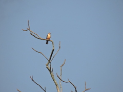 Microhierax caerulescens
