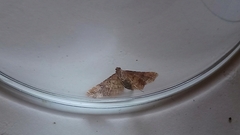 Endotricha flammealis