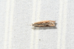 Ancylis diminuatana