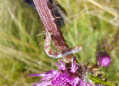 Eupithecia centaureata