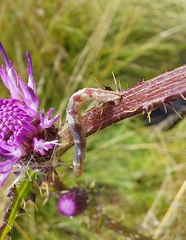Eupithecia centaureata
